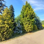 Cyprusovec leylandský (Cupressocyparis leylandii) 'CASTLEWELLAN GOLD' – výška 30-60 cm, kont. C2L